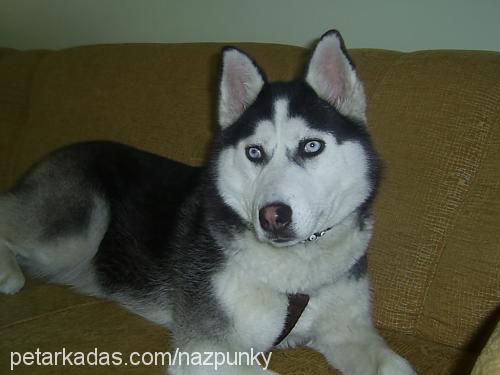 punky Dişi Sibirya Kurdu (Husky)