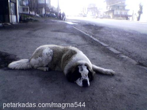 arsız Dişi St. Bernard (Saint Bernard)