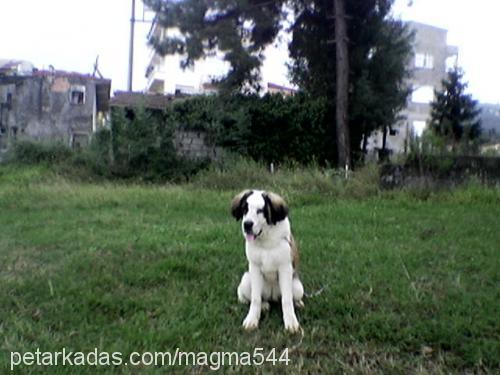 arsız Dişi St. Bernard (Saint Bernard)