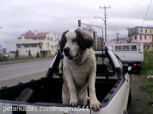 arsız Dişi St. Bernard (Saint Bernard)