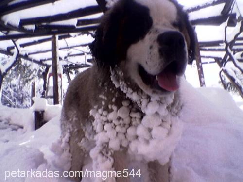 arsız Dişi St. Bernard (Saint Bernard)