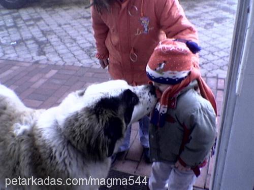 arsız Dişi St. Bernard (Saint Bernard)