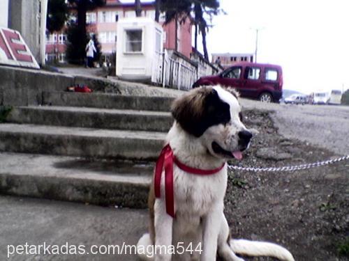 arsız Dişi St. Bernard (Saint Bernard)