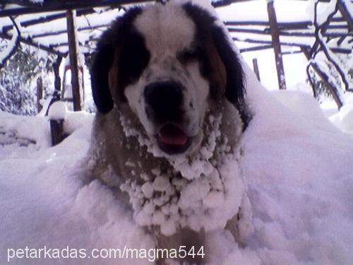 arsız Dişi St. Bernard (Saint Bernard)