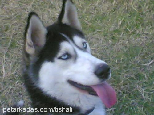 tischa Dişi Sibirya Kurdu (Husky)