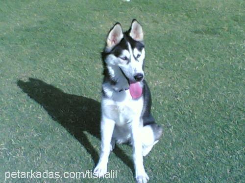 tischa Dişi Sibirya Kurdu (Husky)