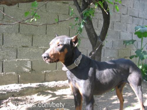 kibrit Erkek Doberman Pinscher