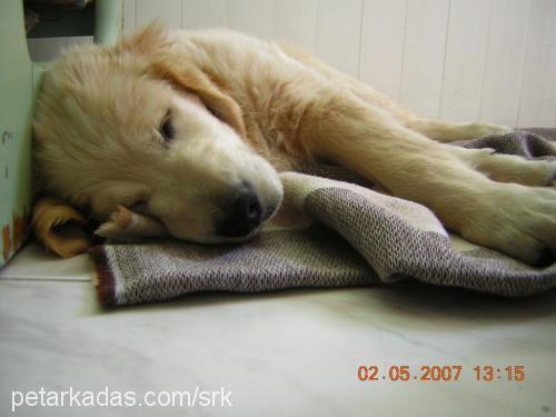 Köpük Erkek Golden Retriever