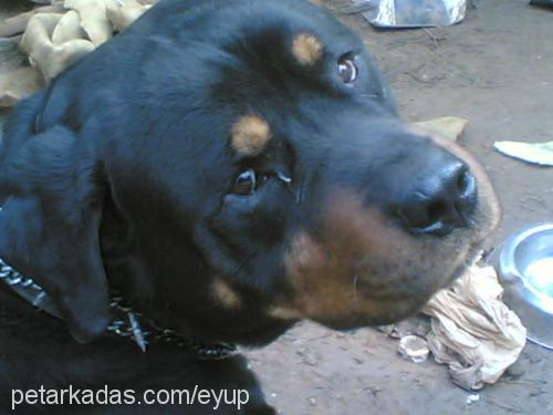 paşa Erkek Rottweiler