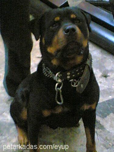 paşa Erkek Rottweiler