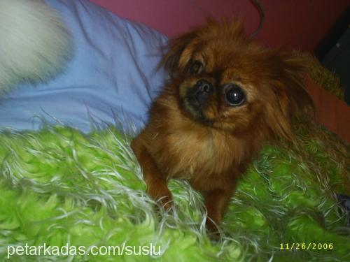 süslü Dişi Pekingese