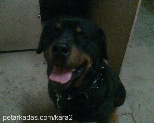 ROCKY Erkek Rottweiler