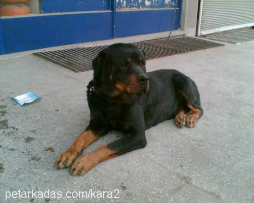 ROCKY Erkek Rottweiler