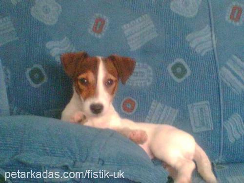 FISTIK Dişi Jack Russell Terrier