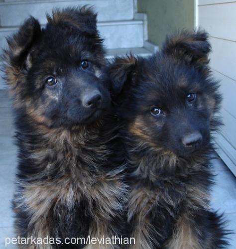 Zeus Erkek Alman Çoban Köpeği