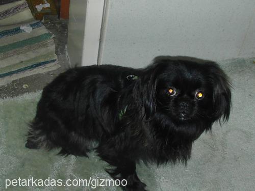 gizmo Erkek Pekingese