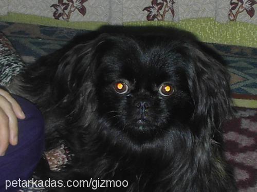 gizmo Erkek Pekingese