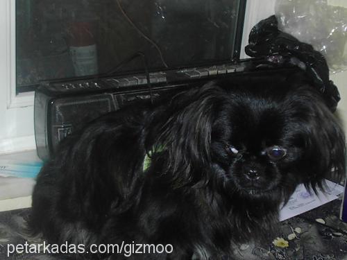 gizmo Erkek Pekingese