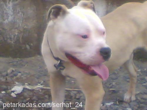 ROCKY Erkek Amerikan Staffordshire Terrier