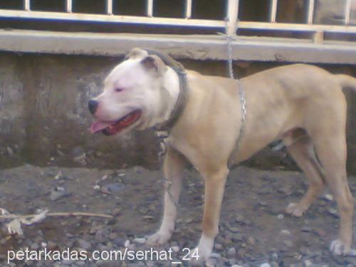 ROCKY Erkek Amerikan Staffordshire Terrier