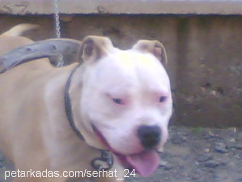 ROCKY Erkek Amerikan Staffordshire Terrier