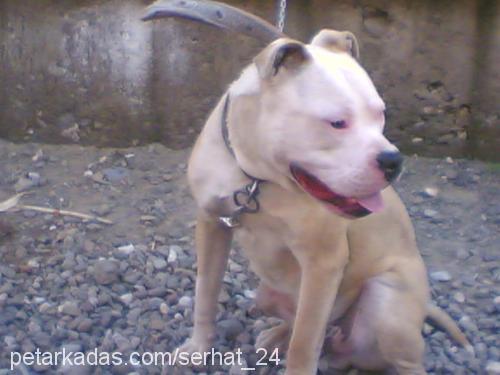 ROCKY Erkek Amerikan Staffordshire Terrier