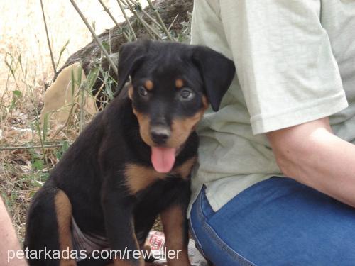 hera Dişi Rottweiler