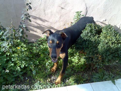 PASCAL Erkek Doberman Pinscher