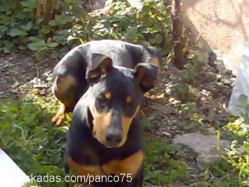 PASCAL Erkek Doberman Pinscher