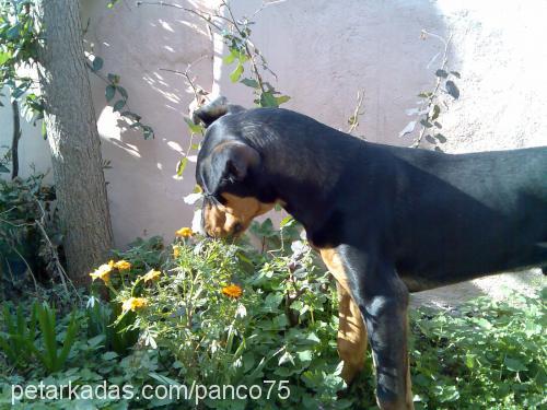 PASCAL Erkek Doberman Pinscher