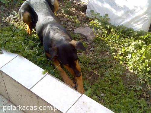 PASCAL Erkek Doberman Pinscher