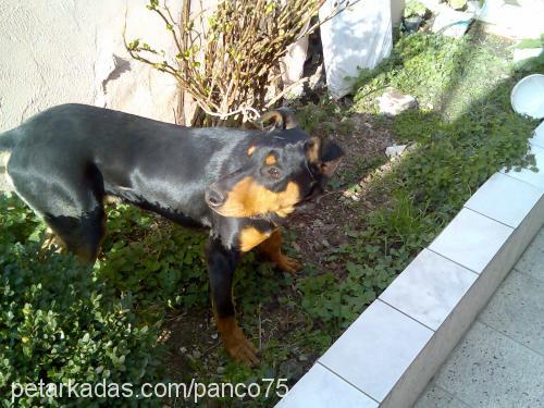 PASCAL Erkek Doberman Pinscher