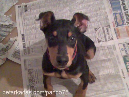 PASCAL Erkek Doberman Pinscher