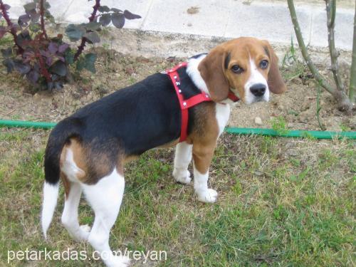 Haydut Erkek Beagle