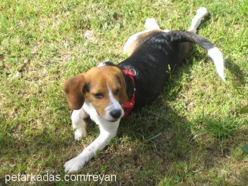 Haydut Erkek Beagle