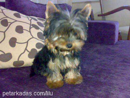 mario Erkek Yorkshire Terrier