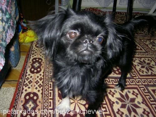 paspas Dişi Pekingese