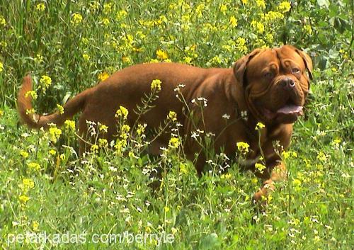 Chivas Erkek Fransız Mastiff