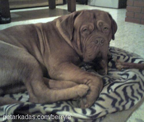 Chivas Erkek Fransız Mastiff