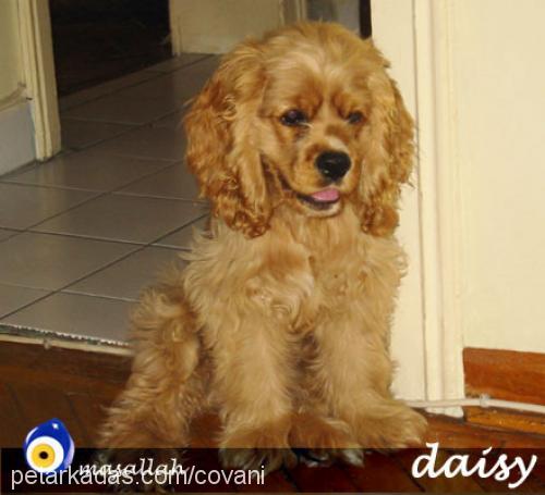 Daisy Dişi Amerikan Cocker Spaniel