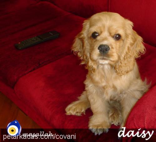 Daisy Dişi Amerikan Cocker Spaniel