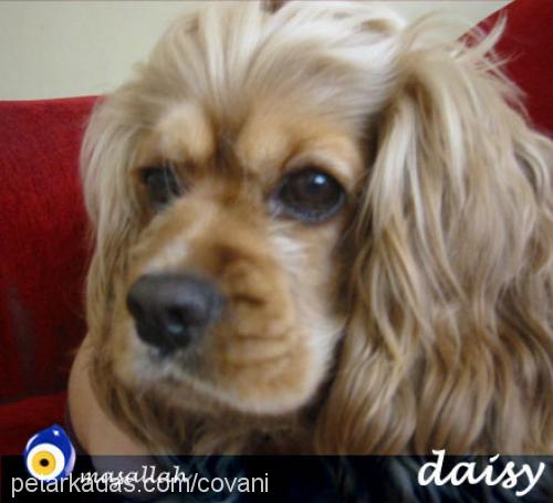 Daisy Dişi Amerikan Cocker Spaniel