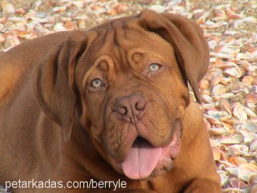 Chivas Erkek Fransız Mastiff