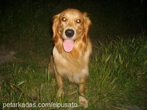 punk Erkek Golden Retriever