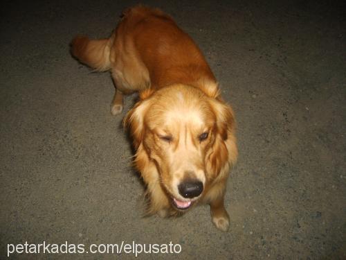 punk Erkek Golden Retriever