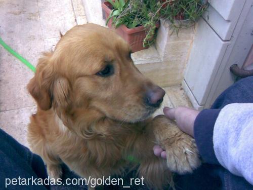 TARÇIN Erkek Golden Retriever