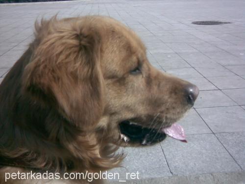 TARÇIN Erkek Golden Retriever