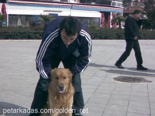 TARÇIN Erkek Golden Retriever