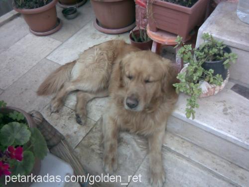 TARÇIN Erkek Golden Retriever