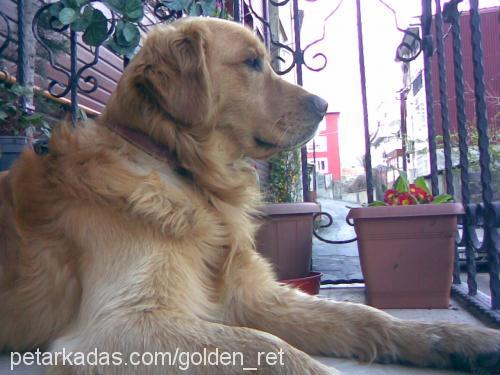 TARÇIN Erkek Golden Retriever